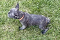 Cricket , a male French Bulldog for sale in Amarillo, TX – 6 of 8