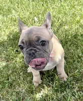 Koda, a female French Bulldog for sale in Amarillo, TX – 3 of 7