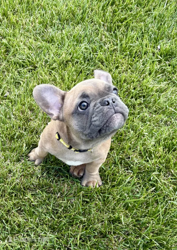 Rocket  – French Bulldog puppy for sale in Amarillo, TX