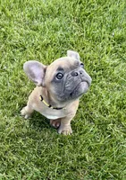 *SOLD* Rocket *SOLD*, a male French Bulldog for sale in Amarillo, TX – 1 of 7