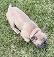 Koda, a female French Bulldog for sale in Amarillo, TX – 5 of 7