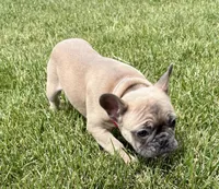 Koda, a female French Bulldog for sale in Amarillo, TX – 6 of 7