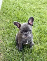 Cricket , a male French Bulldog for sale in Amarillo, TX – 8 of 8