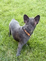 Cricket , a male French Bulldog for sale in Amarillo, TX – 7 of 8