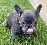 Cricket , a male French Bulldog for sale in Amarillo, TX – 3 of 8