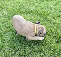 *SOLD* Rocket *SOLD*, a male French Bulldog for sale in Amarillo, TX – 4 of 7