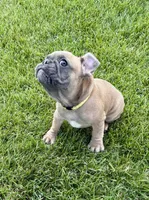 *SOLD* Rocket *SOLD*, a male French Bulldog for sale in Amarillo, TX – 5 of 7
