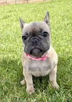 Koda, a female French Bulldog for sale in Amarillo, TX – 7 of 7