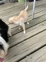 AKC Sophie, a female Chihuahua for sale in Hampton Beach, NH – 5 of 8