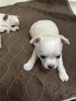 AKC MAX, a male Chihuahua for sale in Hampton Beach, NH – Photo 3 of 4