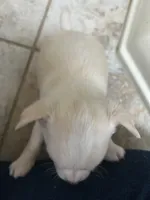 AKC MAX, a male Chihuahua for sale in Hampton Beach, NH – Photo 4 of 4