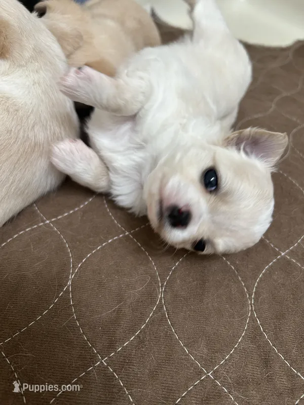 AKC MAX – Chihuahua puppy for sale in Hampton Beach, NH