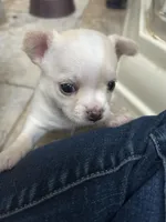 AKC MAX, a male Chihuahua for sale in Hampton Beach, NH – Photo 2 of 4