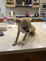 AKC Sophie, a female Chihuahua for sale in Hampton Beach, NH – 7 of 8