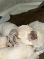 AKC Hildy, a female Chihuahua for sale in Hampton Beach, NH – Photo 2 of 3