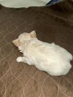 AKC Hildy, a female Chihuahua for sale in Hampton Beach, NH – Photo 3 of 3