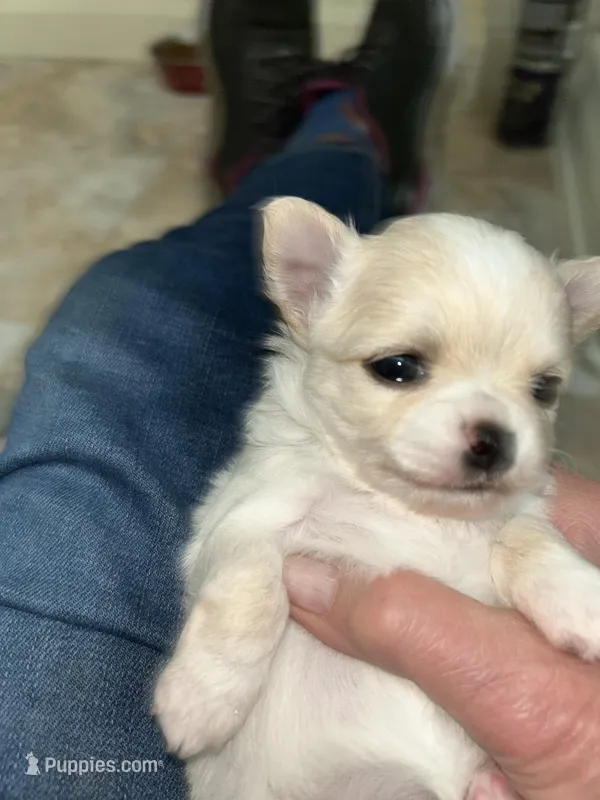 AKC Hildy – Chihuahua puppy for sale in Hampton Beach, NH