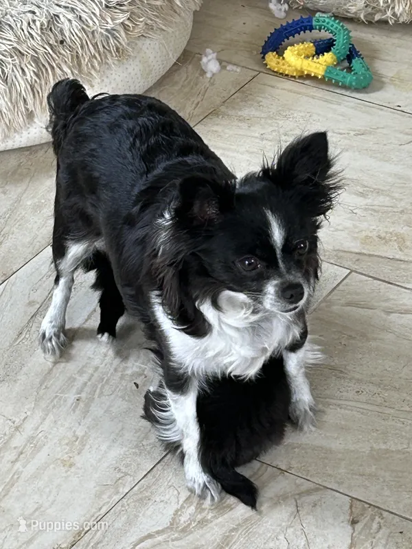 Grace – Chihuahua puppy for sale in Hampton Beach, NH
