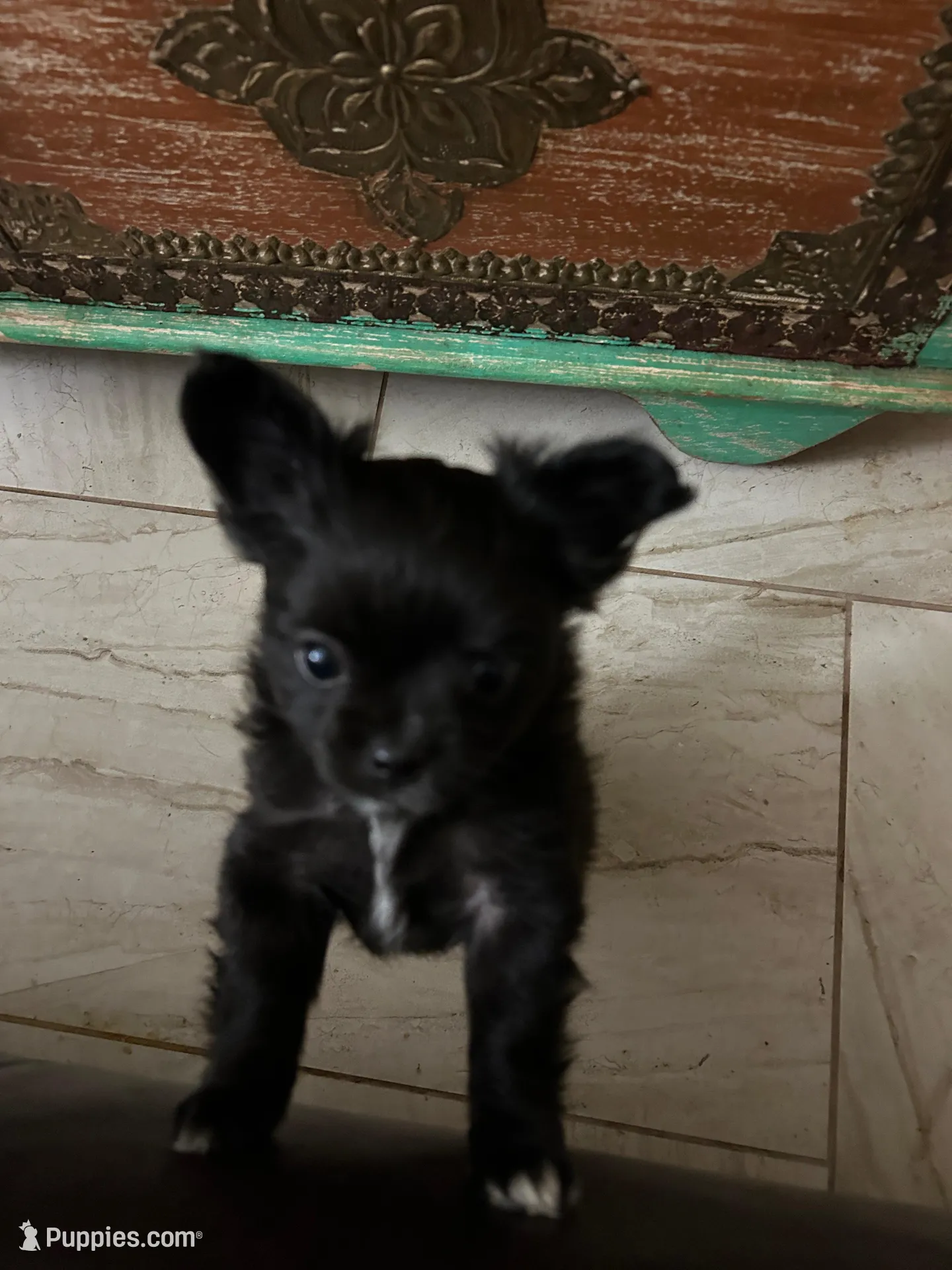 AKC Vinnie, a male Chihuahua for sale in Hampton Beach, NH – Photo 4 of 7