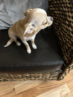 AKC Sophie, a female Chihuahua for sale in Hampton Beach, NH – 8 of 8