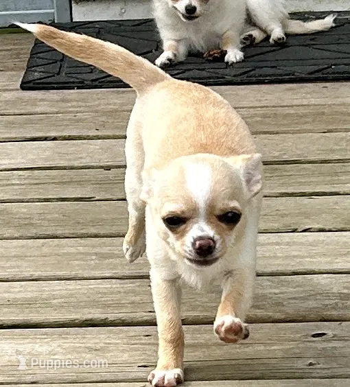 AKC Sophie – Chihuahua puppy for sale in Hampton Beach, NH