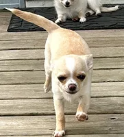 AKC Sophie, a female Chihuahua for sale in Hampton Beach, NH – 2 of 8