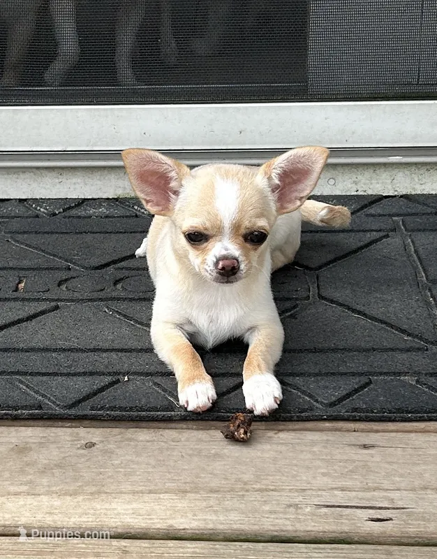AKC Sophie – Chihuahua puppy for sale in Hampton Beach, NH