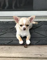 AKC Sophie, a female Chihuahua for sale in Hampton Beach, NH – 1 of 8