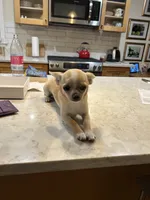 AKC Sophie, a female Chihuahua for sale in Hampton Beach, NH – 4 of 8