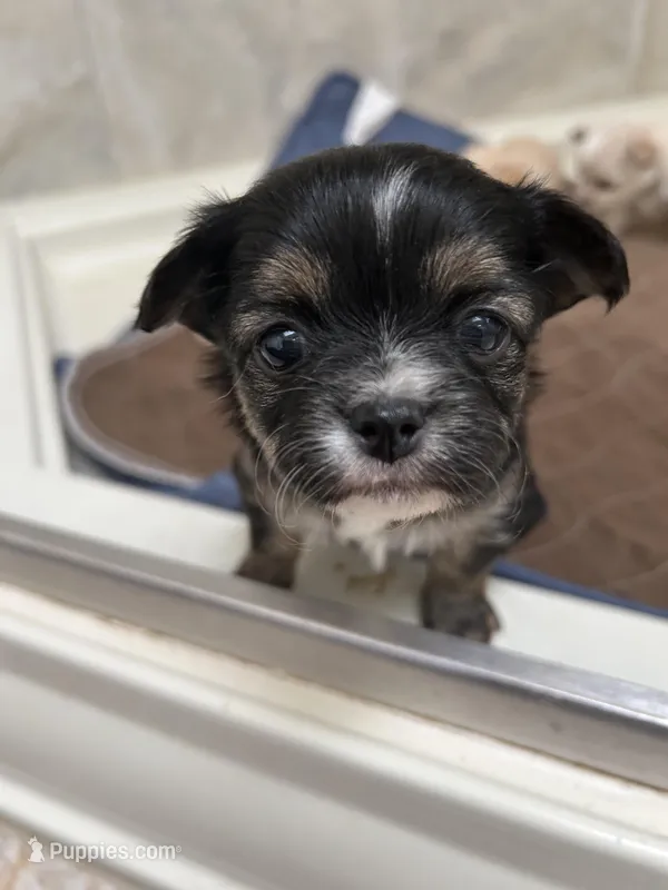 Lizzie – Chihuahua puppy for sale in Hampton Beach, NH