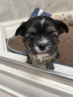 Lizzie, a female Chihuahua for sale in Hampton Beach, NH – Photo 1 of 3