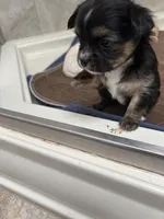 Lizzie, a female Chihuahua for sale in Hampton Beach, NH – Photo 3 of 3