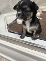 Lizzie, a female Chihuahua for sale in Hampton Beach, NH – Photo 2 of 3