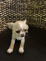 AKC Sophie, a female Chihuahua for sale in Hampton Beach, NH – 3 of 8