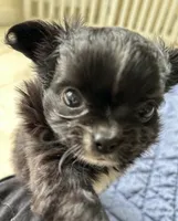 Velvet, a female Chihuahua for sale in Hampton Beach, NH – Photo 7 of 8