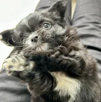 Velvet, a female Chihuahua for sale in Hampton Beach, NH – Photo 5 of 8