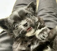 Velvet, a female Chihuahua for sale in Hampton Beach, NH – Photo 3 of 8