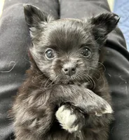 Velvet, a female Chihuahua for sale in Hampton Beach, NH – Photo 8 of 8