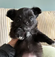 Velvet, a female Chihuahua for sale in Hampton Beach, NH – Photo 6 of 8