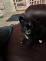 Velvet, a female Chihuahua for sale in Hampton Beach, NH – Photo 2 of 8