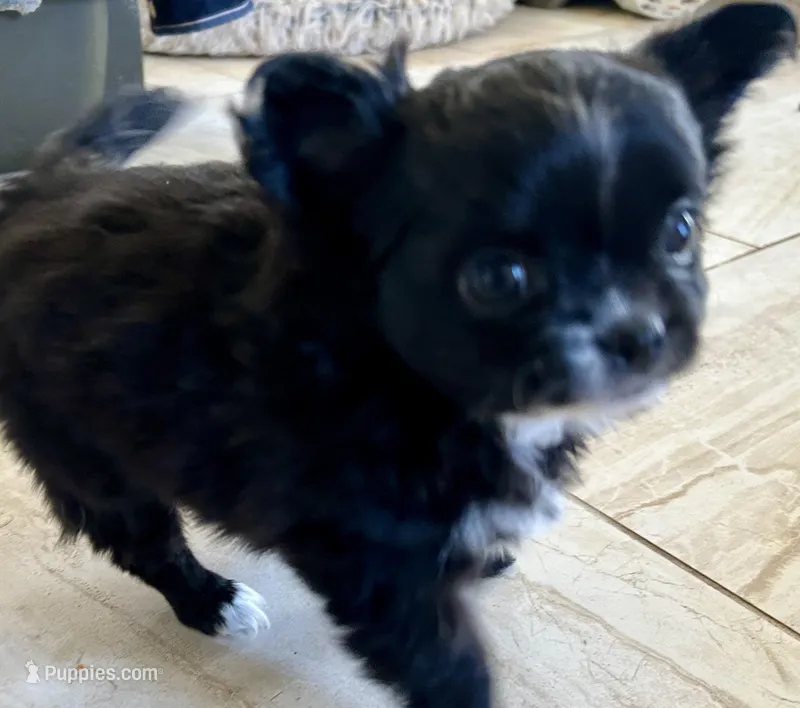 Velvet – Chihuahua puppy for sale in Hampton Beach, NH
