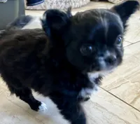 Velvet, a female Chihuahua for sale in Hampton Beach, NH – Photo 1 of 8