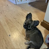 AKC Chiko, a male Chihuahua for sale in Hampton Beach, NH – Photo 5 of 5