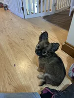 AKC Chiko, a male Chihuahua for sale in Hampton Beach, NH – Photo 5 of 5