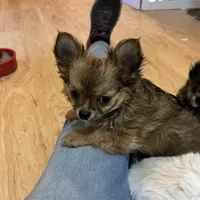 AKC Chiko, a male Chihuahua for sale in Hampton Beach, NH – Photo 4 of 5