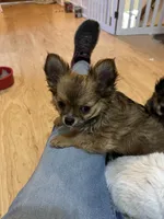 AKC Chiko, a male Chihuahua for sale in Hampton Beach, NH – Photo 4 of 5