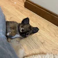 AKC Chiko, a male Chihuahua for sale in Hampton Beach, NH – Photo 2 of 5