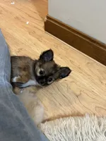 AKC Chiko, a male Chihuahua for sale in Hampton Beach, NH – Photo 2 of 5