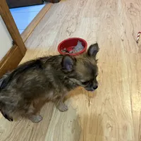 AKC Chiko, a male Chihuahua for sale in Hampton Beach, NH – Photo 1 of 5