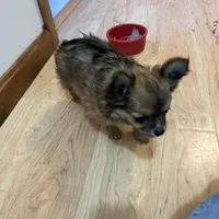 AKC Chiko, a male Chihuahua for sale in Hampton Beach, NH – Photo 3 of 5